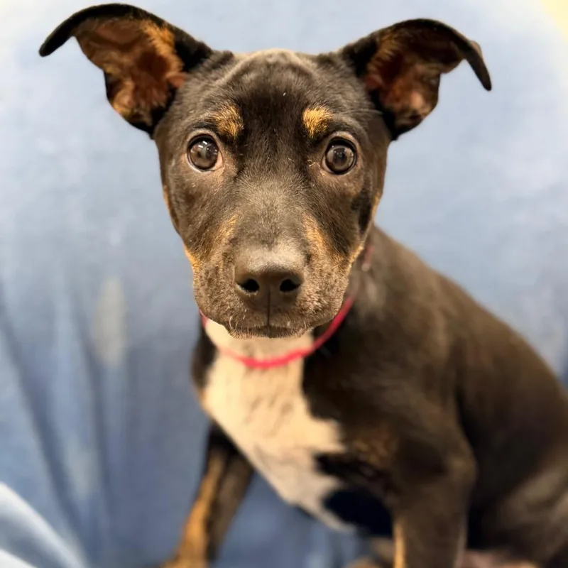 Malibu Barbie thumbnail 2