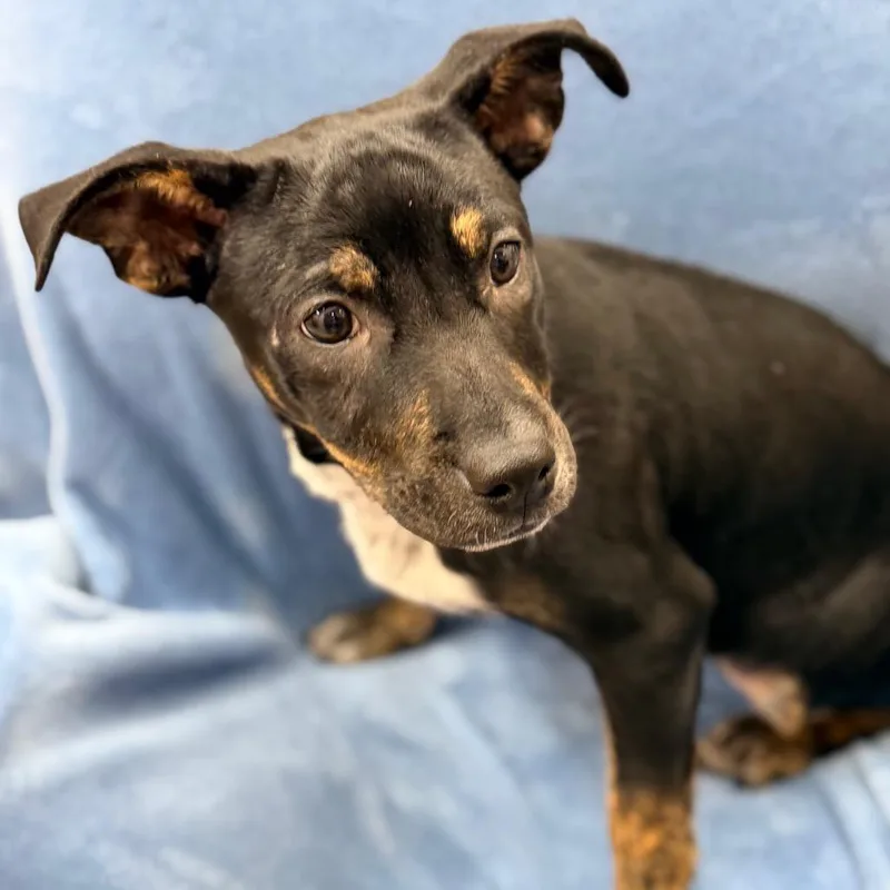 Malibu Barbie thumbnail 3