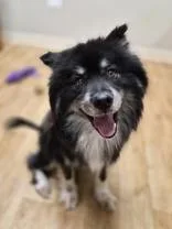 An adult medium-sized female Pomeranian dog named Lorelai for adoption in Woodstock, IL