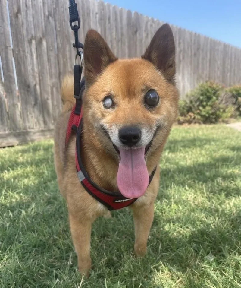 A senior small-sized female Shiba Inu dog named Vulpix for adoption in Dallas, TX