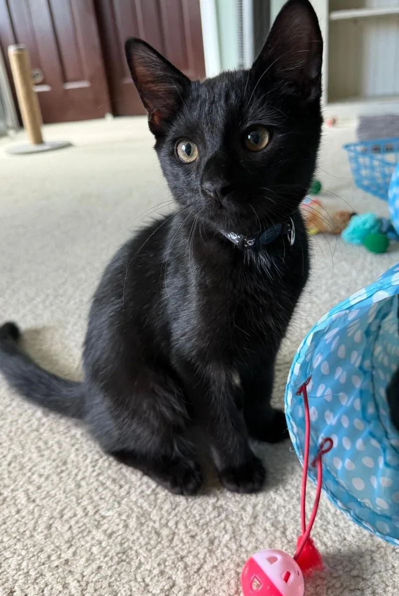 A baby medium-sized male Black Domestic Short Hair cat named Finn for adoption in Freemansburg, PA