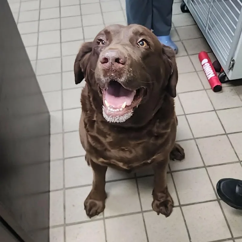 A senior extra large-sized female Brown / Chocolate Chocolate Labrador Retriever dog named Sadie for adoption in Erie, PA