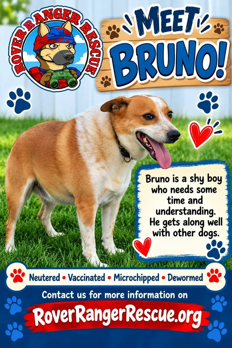 An adult small-sized male White / Cream Cattle Dog named Bruno for adoption in Wrightwood, CA