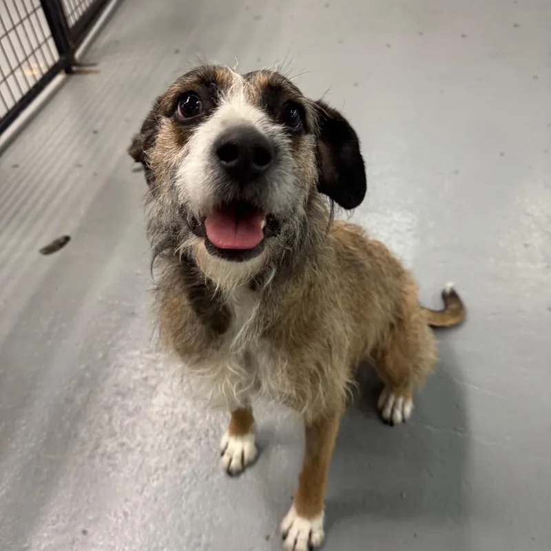 An adult medium-sized female White / Cream Terrier dog named Harriette for adoption in Tacoma, WA