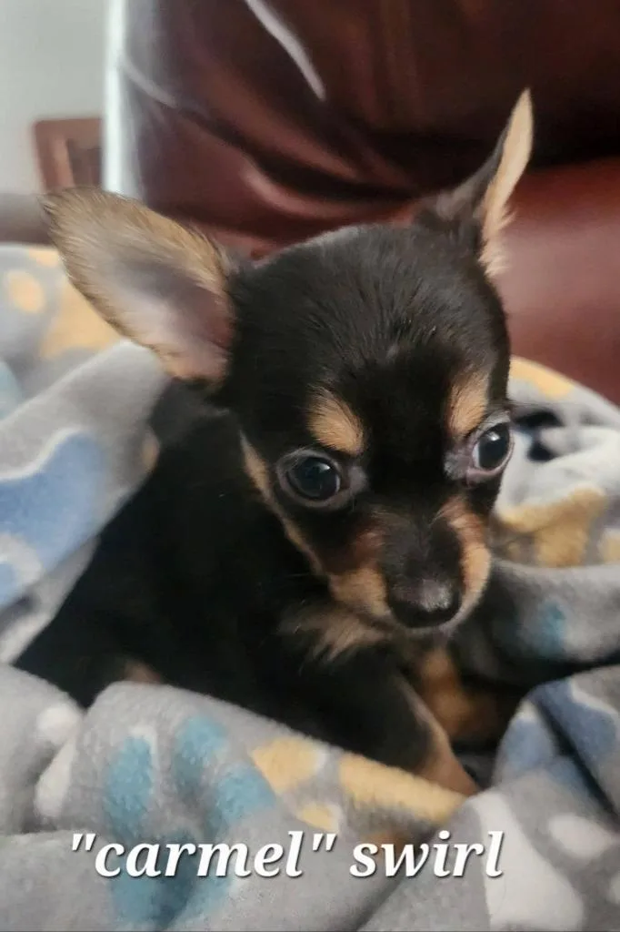 A baby small-sized male Chihuahua dog named Caramel Swirl for adoption in New Bern, NC