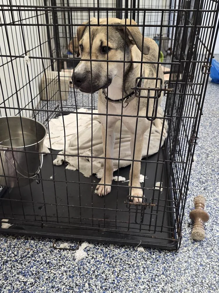 An adult medium-sized male Shepherd dog named Summit for adoption in Lakeland, FL