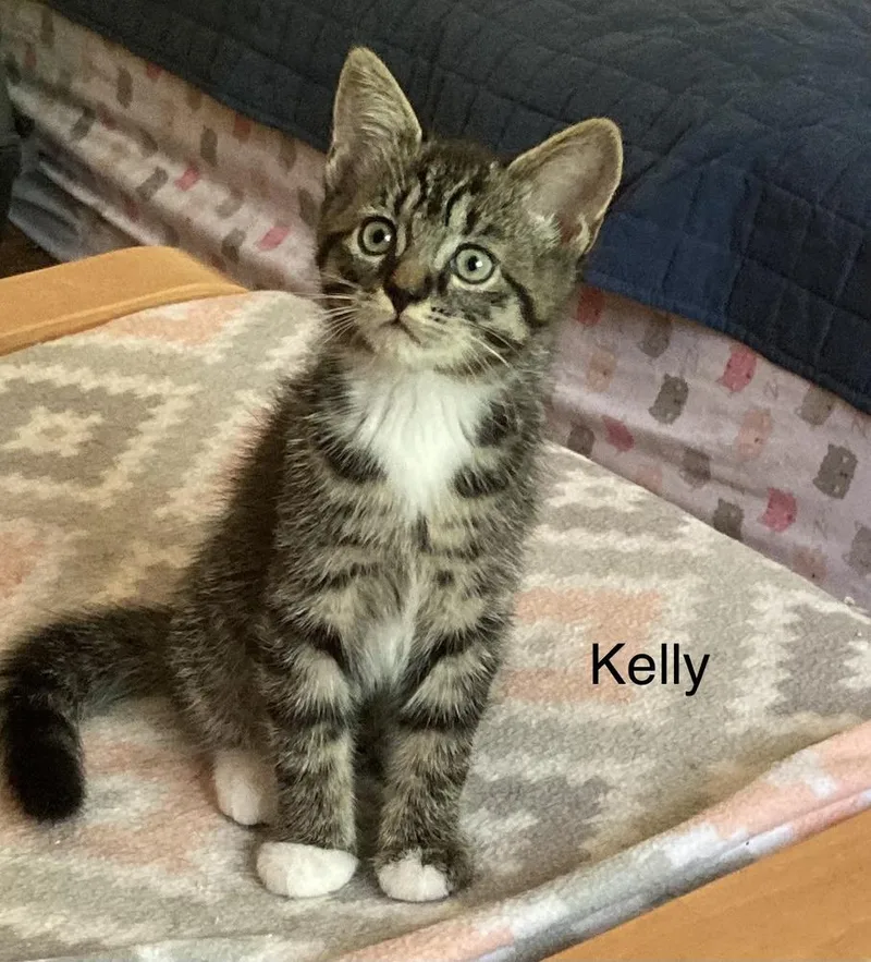 A baby small-sized female Domestic Short Hair cat named Kelly for adoption in Louisa, VA