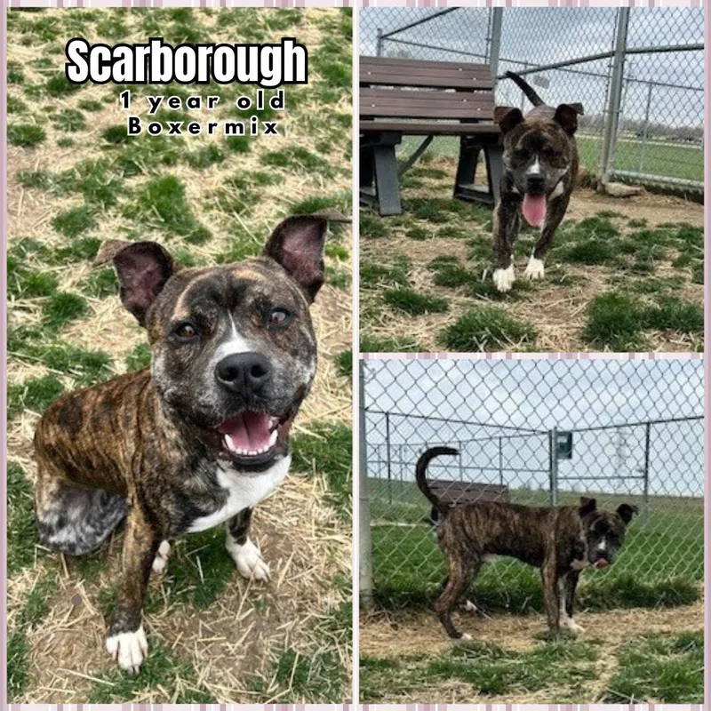 An adult medium-sized male Brindle Boxer dog named Scarborough for adoption in Franklin, IN