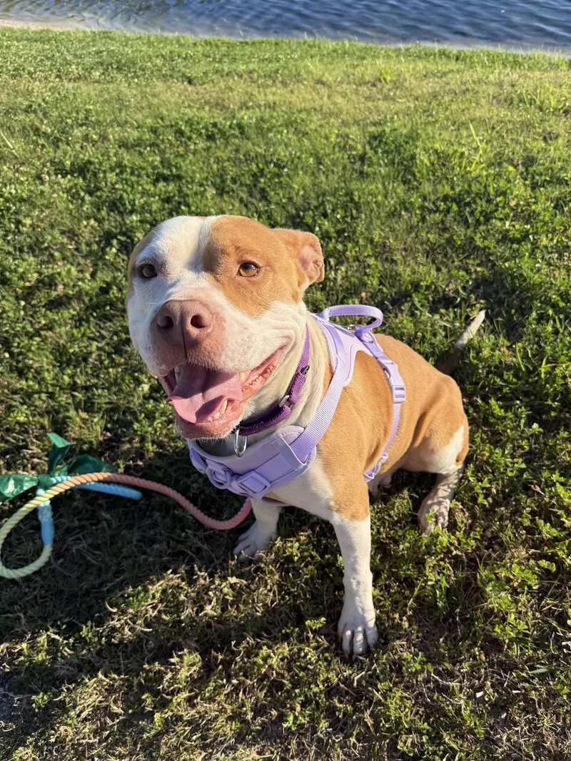 An adult medium-sized female Pit Bull Terrier dog named Elara for adoption in tampa, FL