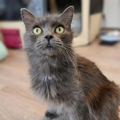 An adult medium-sized female Domestic Medium Hair cat named Anastasia for adoption in Voorhees, NJ