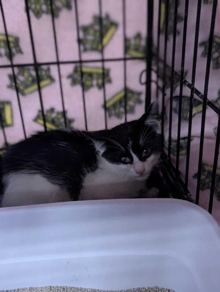 A baby medium-sized male Domestic Short Hair cat named Checker for adoption in St. Cloud, MN