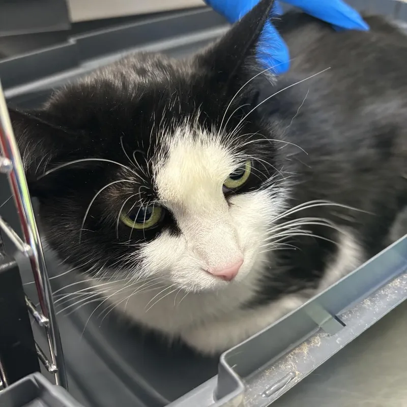 A senior medium-sized female Domestic Short Hair cat named Jasmine for adoption in Council Bluffs, IA