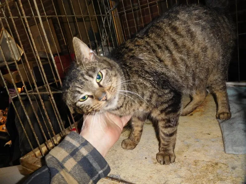 A young medium-sized female Domestic Short Hair cat named Princess for adoption in New York, NY
