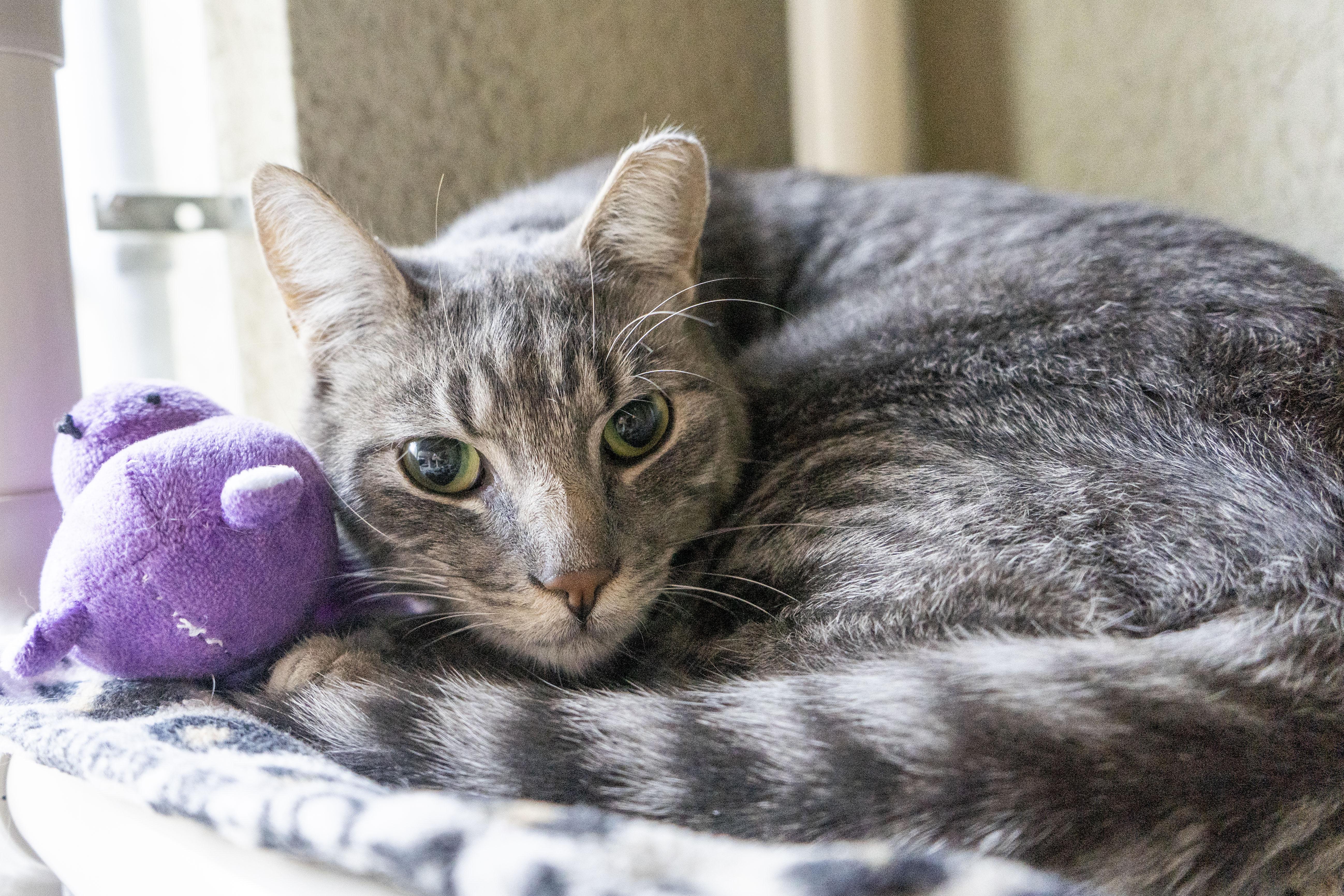 An adult medium-sized male Tabby (Gray / Blue / Silver) Domestic Short Hair cat named Kenai for adoption in Boise, ID