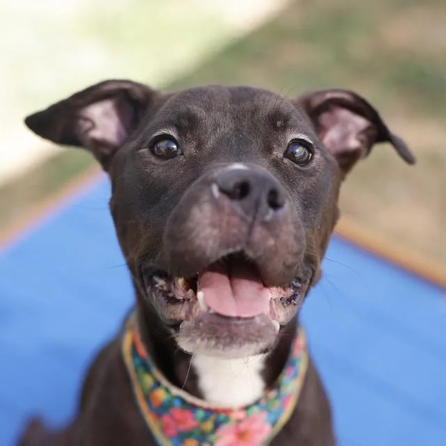 An adult medium-sized female American Staffordshire Terrier dog named Pancakes for adoption in San Antonio, TX