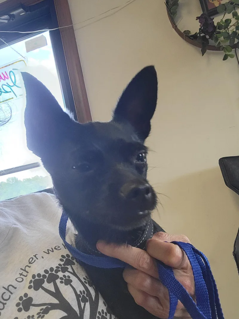 An adult small-sized male Chihuahua dog named Smoke for adoption in Rocky Mount, NC