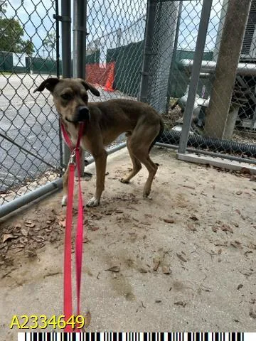 A young medium-sized male Mixed Breed dog named Tynamo for adoption in West Palm Beach, FL