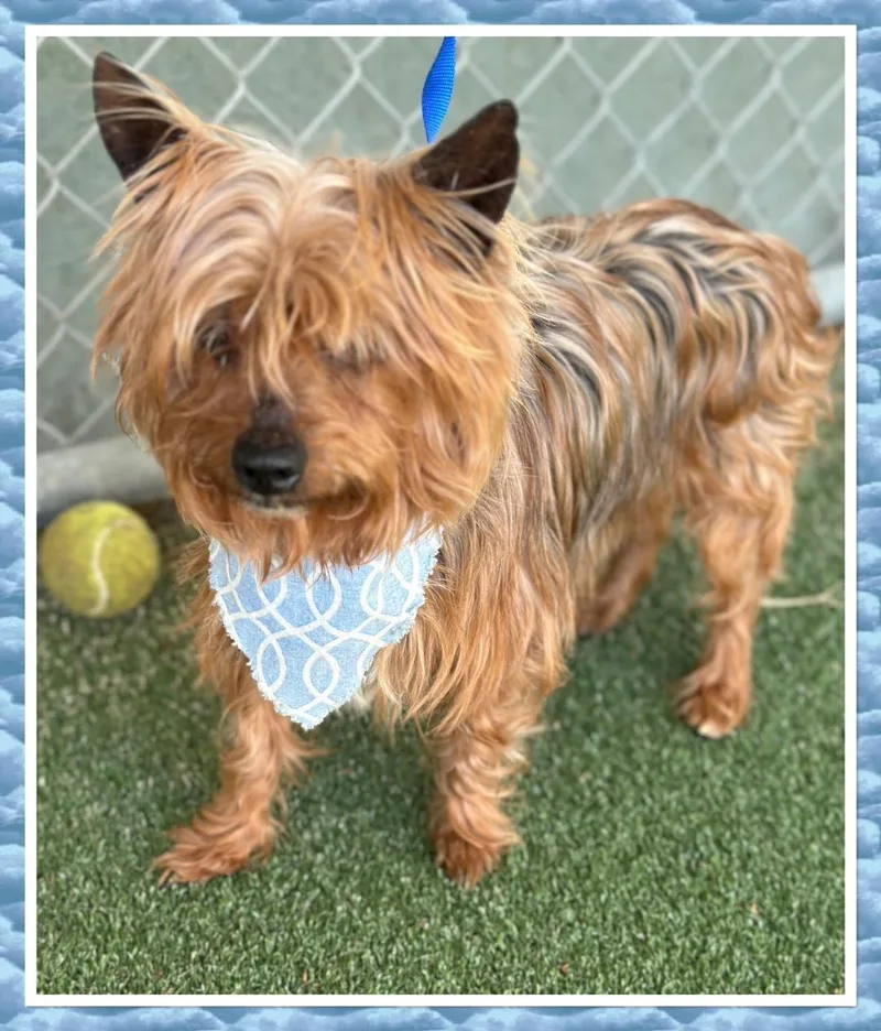 Rocky Yorkie thumbnail 2