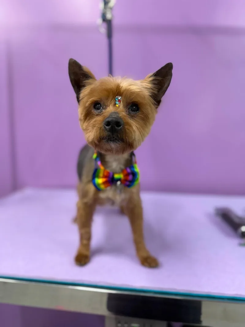 Rocky Yorkie thumbnail 3