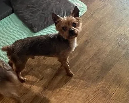 A senior small-sized male Tricolor (Brown, Black, & White) Yorkshire Terrier dog named Rocky Yorkie for adoption in Woodstock, GA