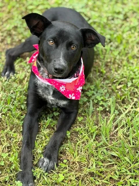 A young medium-sized female Black Australian Cattle Dog / Blue Heeler dog named Tilly for adoption in Fayetteville, AR