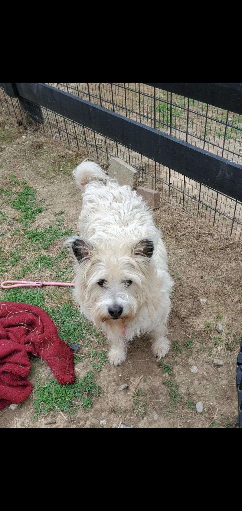 An adult medium-sized male West Highland White Terrier / Westie dog named Rufus for adoption in Lexington, KY