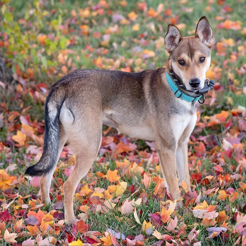 An adult medium-sized female Cattle Dog dog named Judy for adoption in Olathe, KS