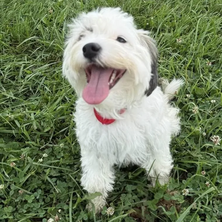 An adult small-sized female White / Cream Australian Shepherd dog named Hona for adoption in Washington, PA