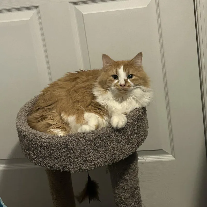 An adult large-sized female Orange / Red Domestic Long Hair cat named Olivia for adoption in Harrisonburg, VA