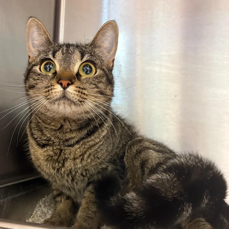 An adult medium-sized female Brown / Chocolate Domestic Short Hair cat named Cleo for adoption in Englewood, FL