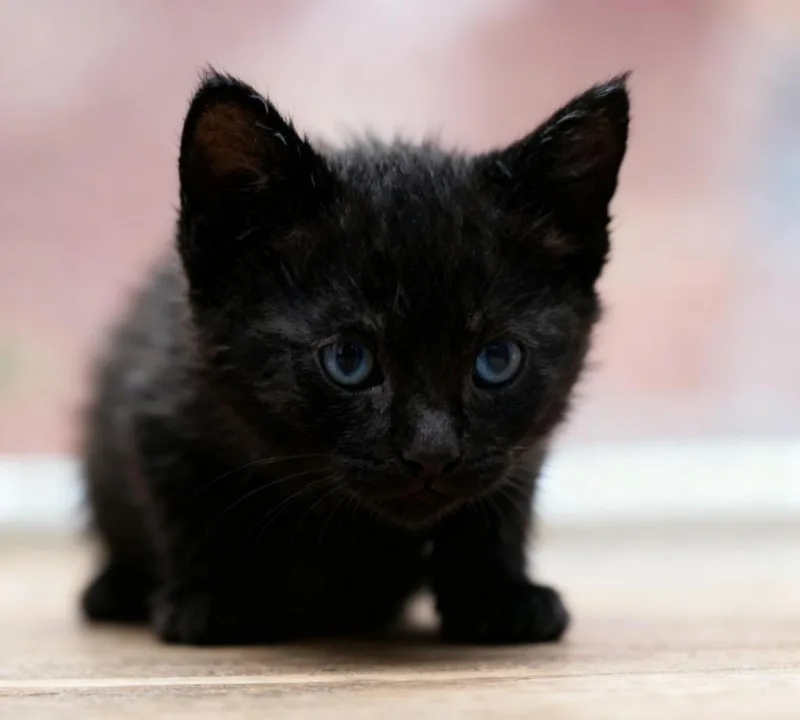 A baby small-sized female Domestic Short Hair cat named Inara for adoption in Cottonwood, AZ