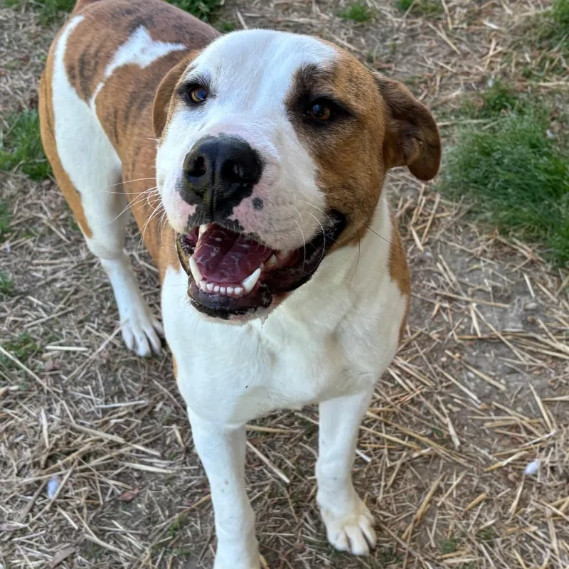 An adult large-sized male White / Cream American Bulldog dog named Miles for adoption in Potomac, MD