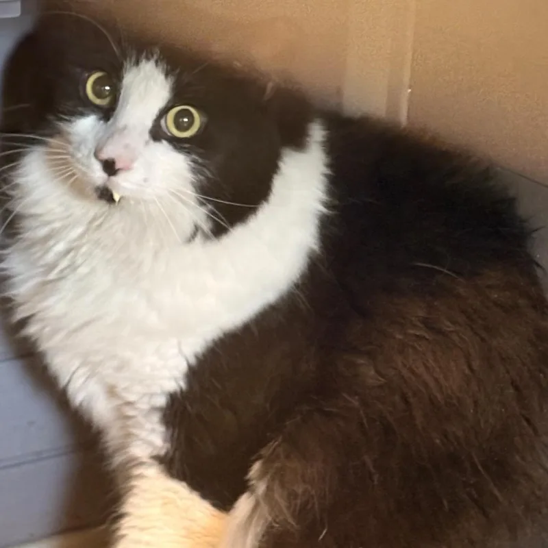 An adult extra large-sized male Black Domestic Long Hair cat named Shadow Laney for adoption in St. Louis, MO
