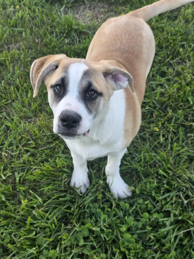 A baby large-sized male Apricot / Beige Australian Cattle Dog / Blue Heeler dog named Chiron for adoption in New York, NY