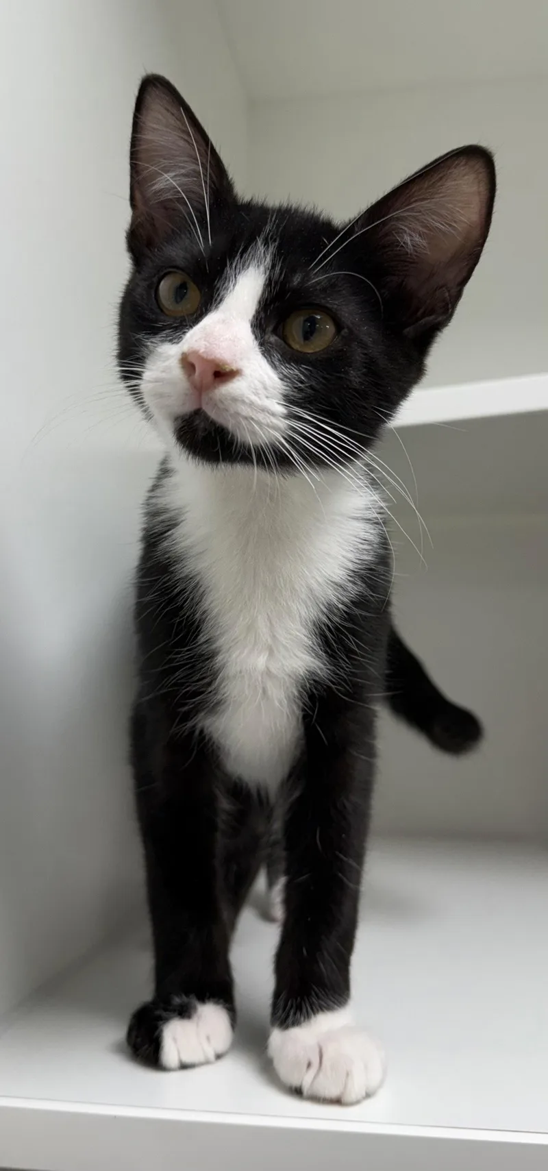 A young medium-sized male Black & White / Tuxedo Domestic Short Hair cat named Catavision for adoption in Satellite Beach, FL