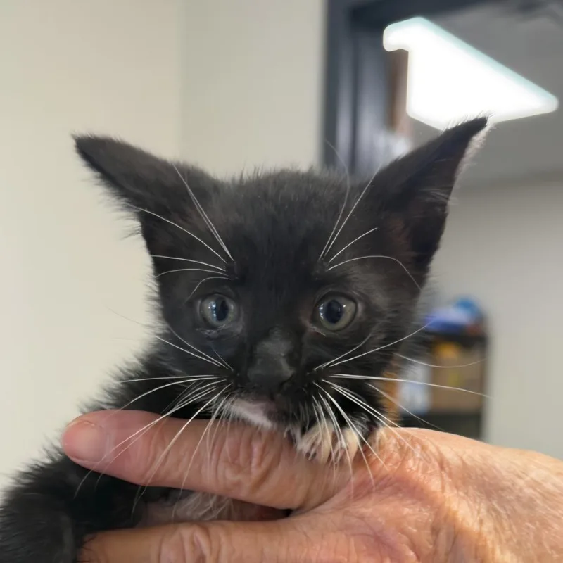 A baby small-sized female Black Domestic Short Hair cat named Black and white for adoption in Bronson, FL