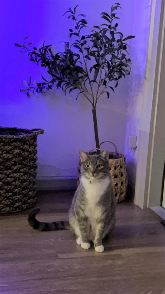 An adult medium-sized female Domestic Short Hair cat named Katara for adoption in Dallas, TX