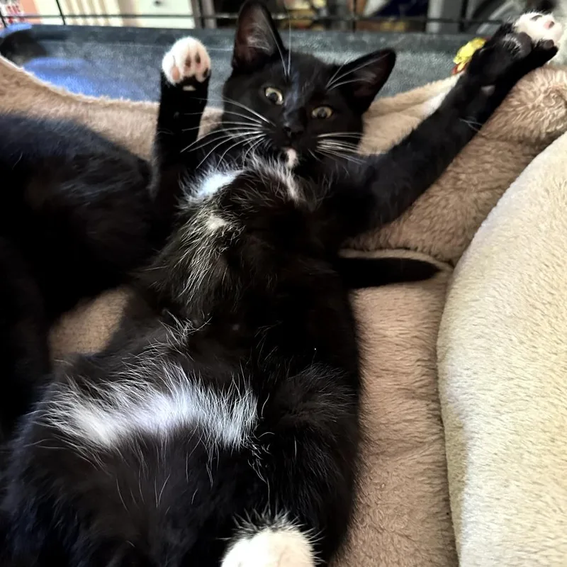 A baby small-sized male Black Domestic Short Hair cat named Samuel for adoption in Wind Gap, PA