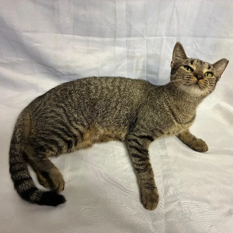 An adult medium-sized female Domestic Short Hair cat named Katherine for adoption in Folsom, LA