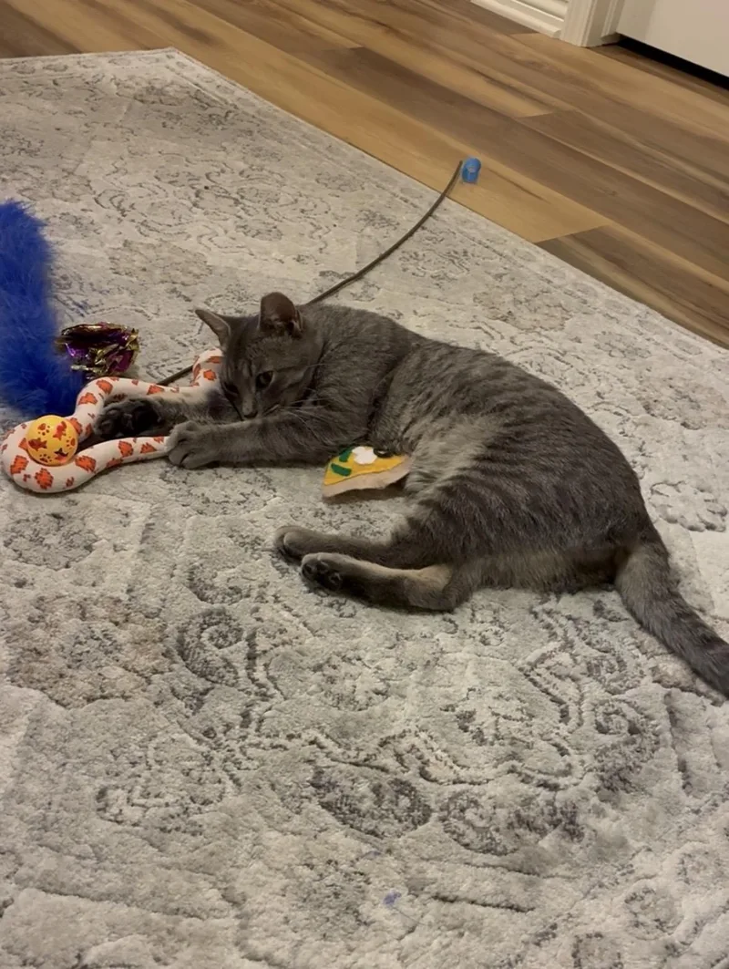An adult medium-sized female Gray / Blue / Silver Domestic Short Hair cat named Gypsy for adoption in Colorado Springs, CO