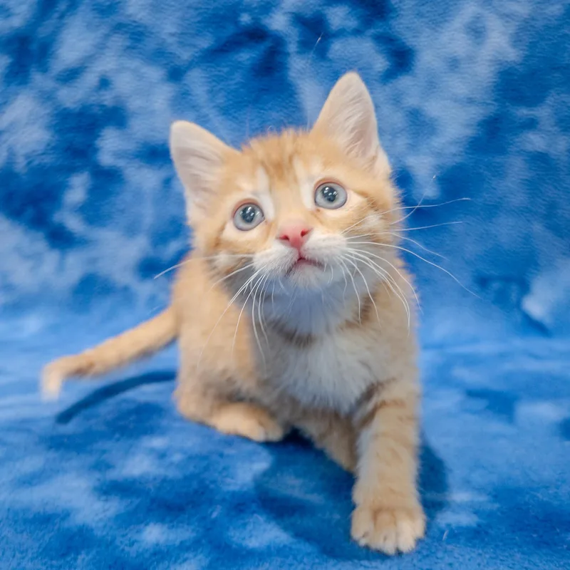 A baby medium-sized male Tabby (Orange / Red) Domestic Short Hair cat named Reggie for adoption in Overland Park, KS