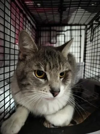 A young medium-sized male Domestic Short Hair cat named Lilo for adoption in Chatsworth, CA