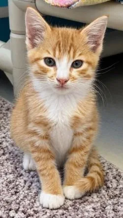 A baby small-sized male Domestic Short Hair cat named Tangelo for adoption in Sherwood, AR