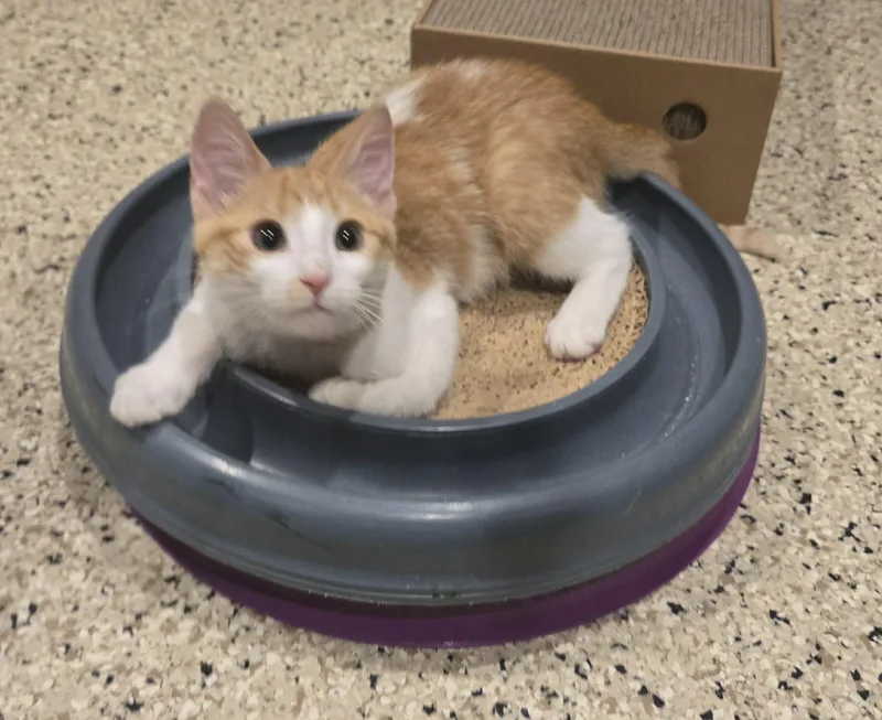 A baby medium-sized male Domestic Short Hair cat named Alvin for adoption in Freeport, IL