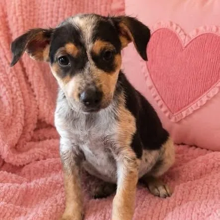 A baby medium-sized female Tricolor (Brown, Black, & White) Australian Shepherd dog named Abby for adoption in Brewton, AL