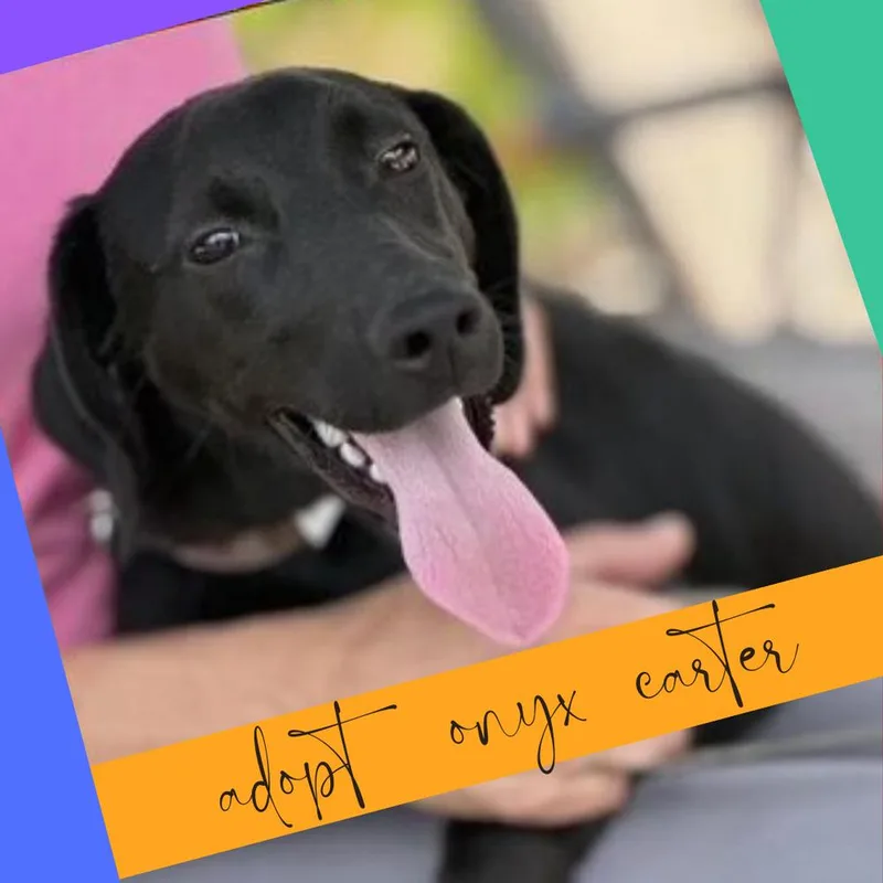 A young large-sized female Black Labrador Retriever dog named Onyx Carter for adoption in Columbus, OH