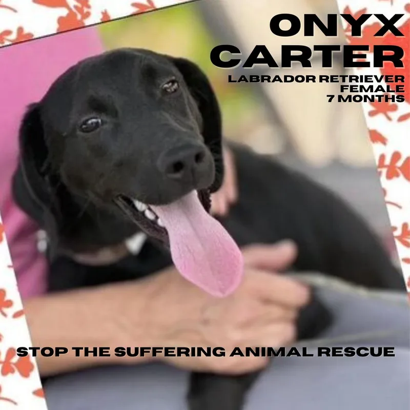 Onyx Carter thumbnail 2