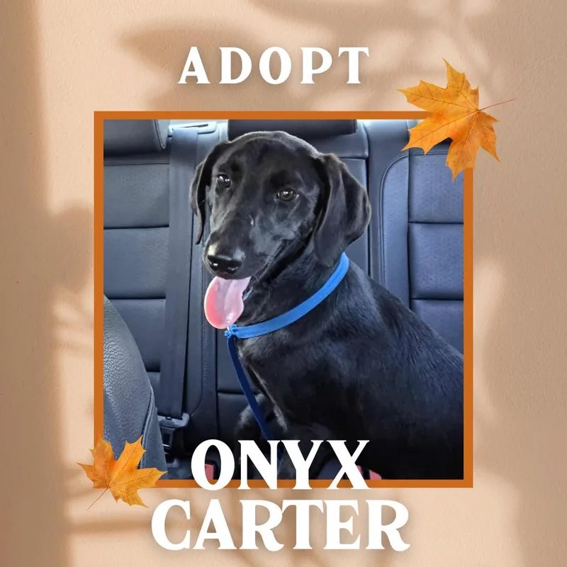 Onyx Carter thumbnail 3