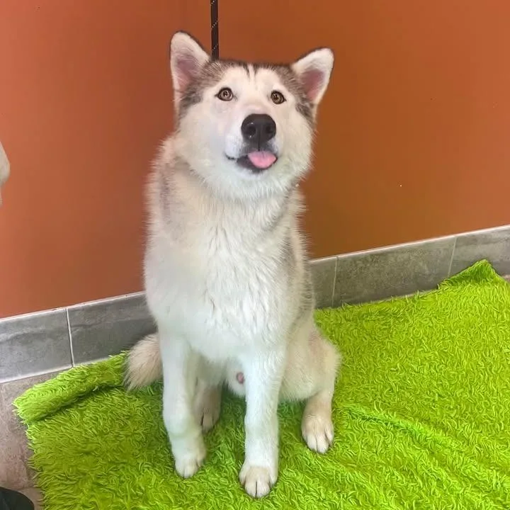 A young large-sized male Husky dog named Bear for adoption in Springdale, AR