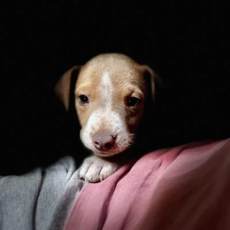 A baby medium-sized female Yellow / Tan / Blond / Fawn Beagle dog named Lexi for adoption in Greensboro, NC